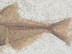 Diplomystus Fossil Fish - Wyoming #20829-3